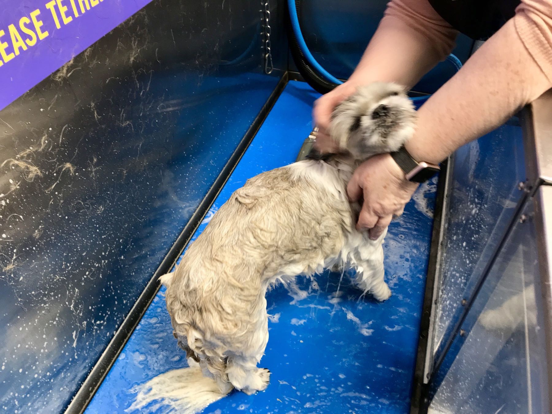 Small dog being soaped up in the tub.