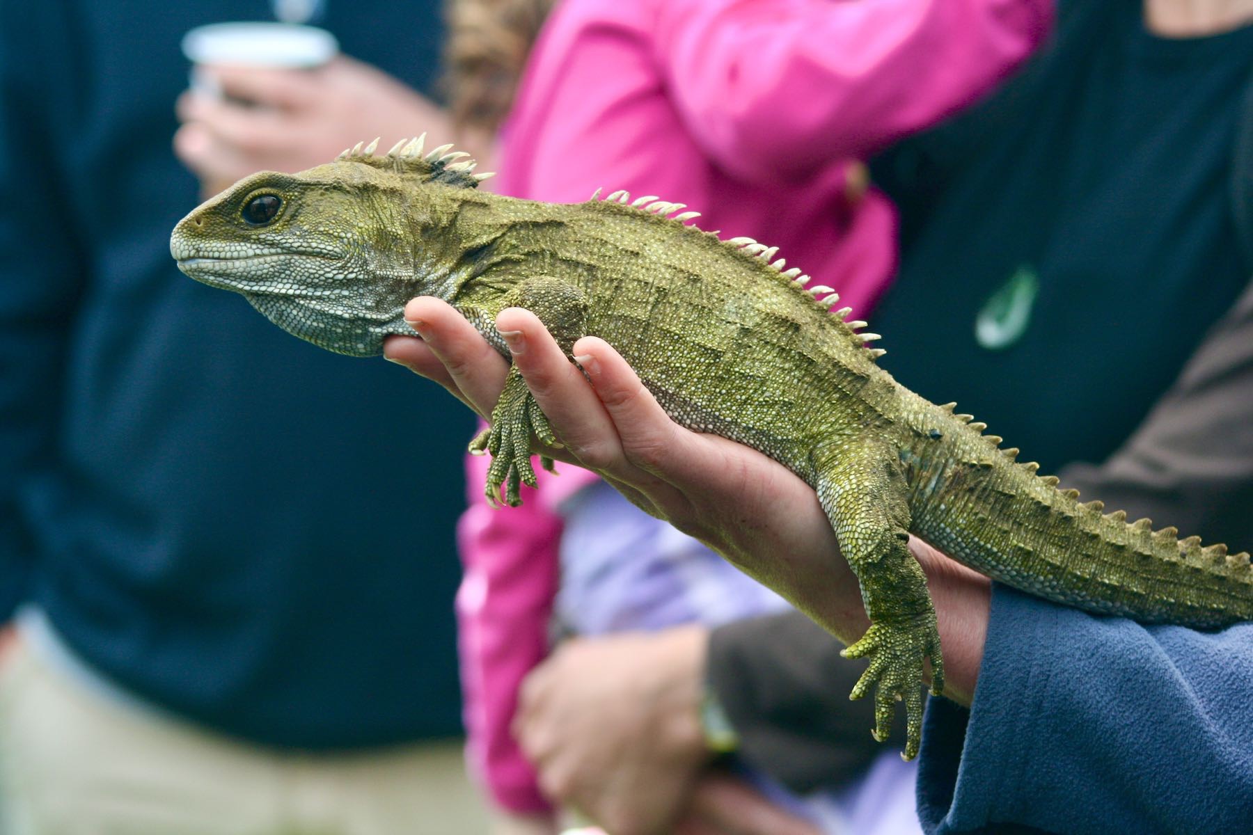 Tuatara, in a person’s hand, side view. 