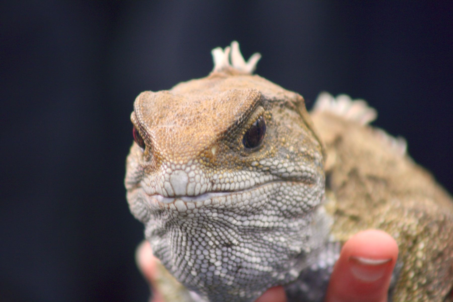 Tuatara, in a person’s hand, face-on, close-up of head. 