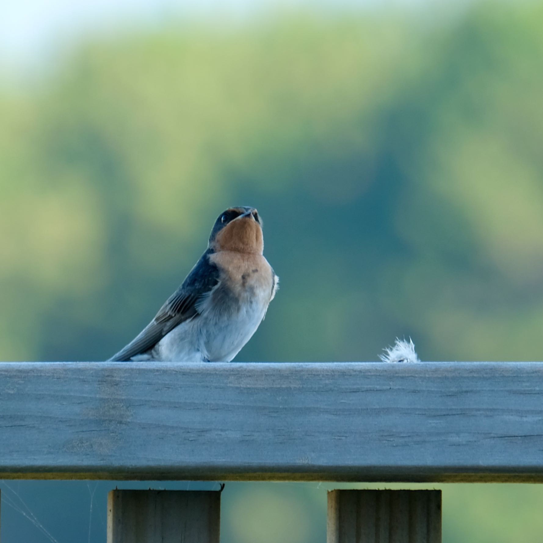 SMall bird on a railing, and looking upwards. 