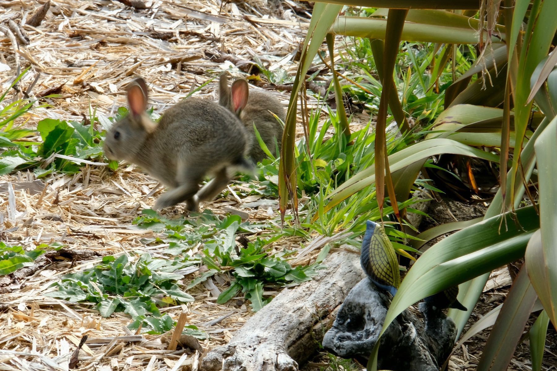 Two baby rabbits, one mid-hop. 