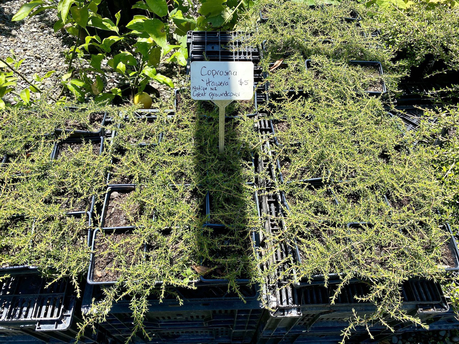 Trays of Coprosma Hawera in the garden shop. 