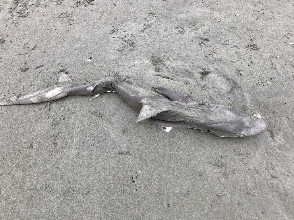 A 1.2 metre shark, dead on the beach.