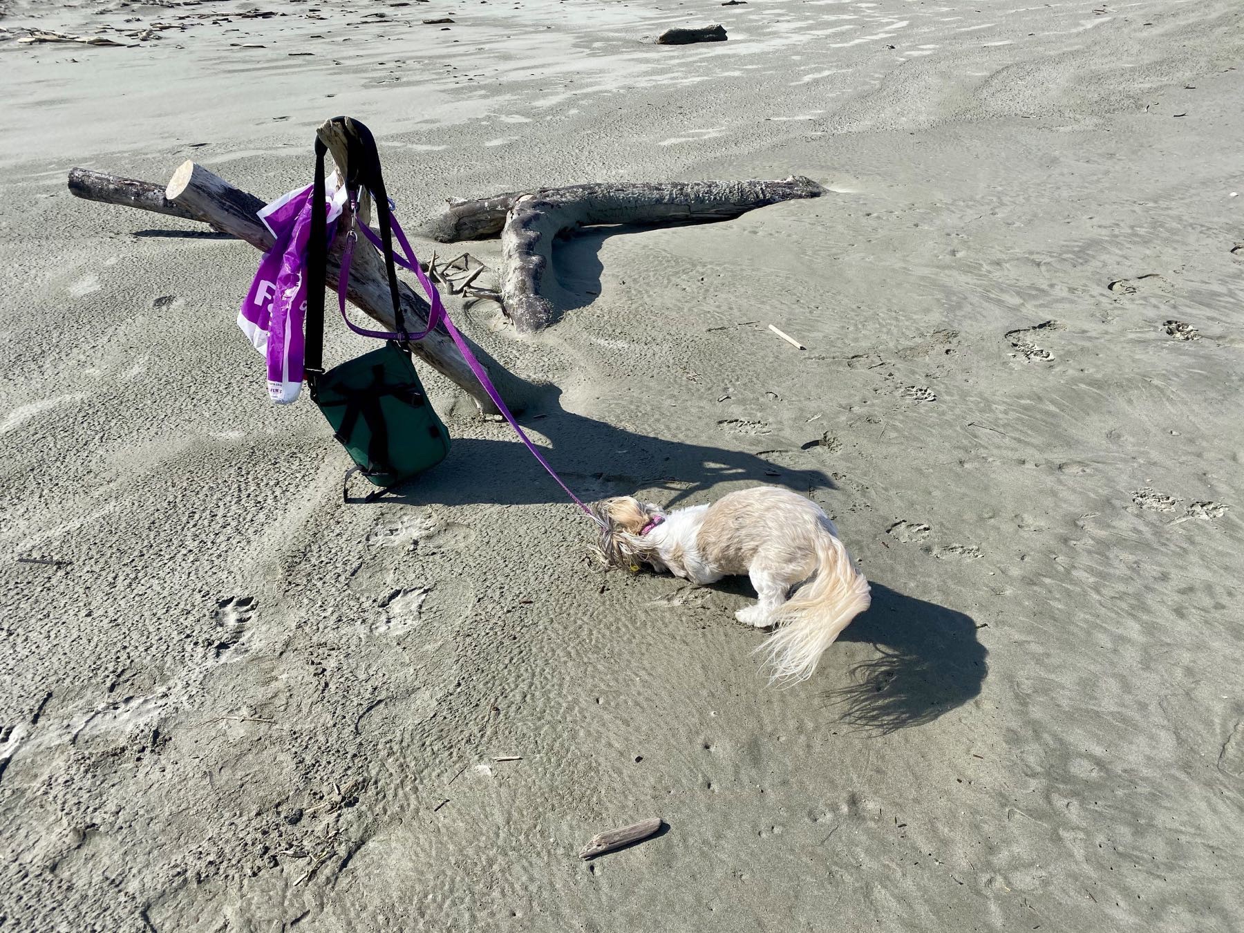 Small dog rolling on the sand.