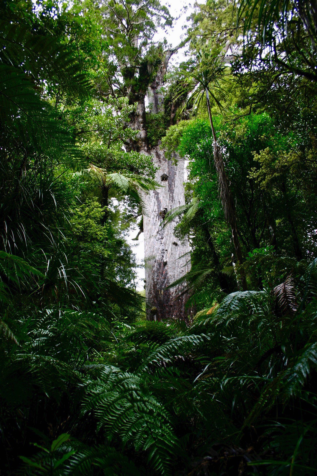 Tāne Mahuta in 2004. 