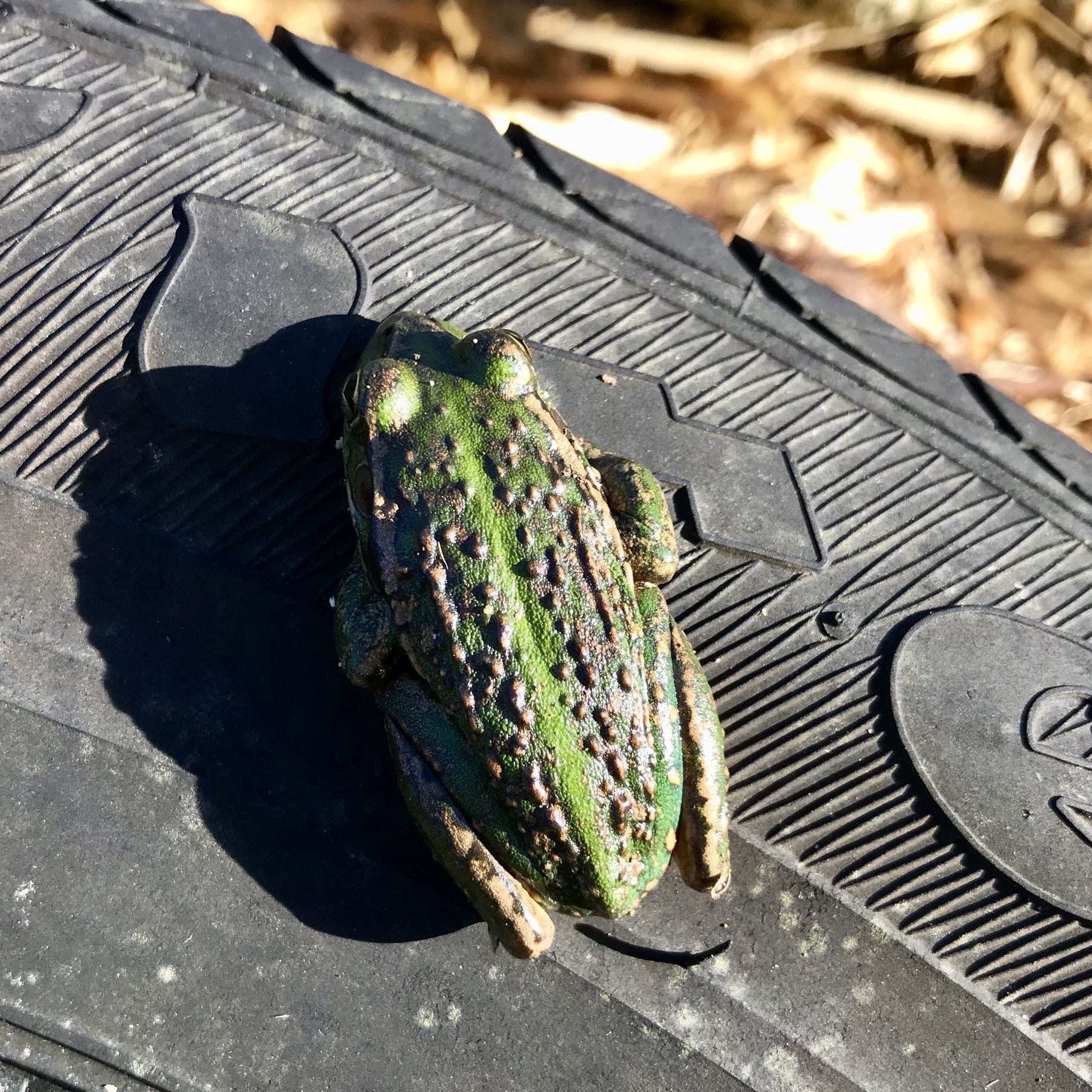 Top down view of a green and warty looking frog. 