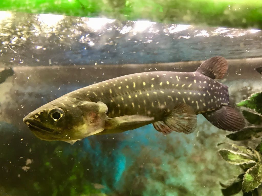 Kokopu swimming in a tank. 