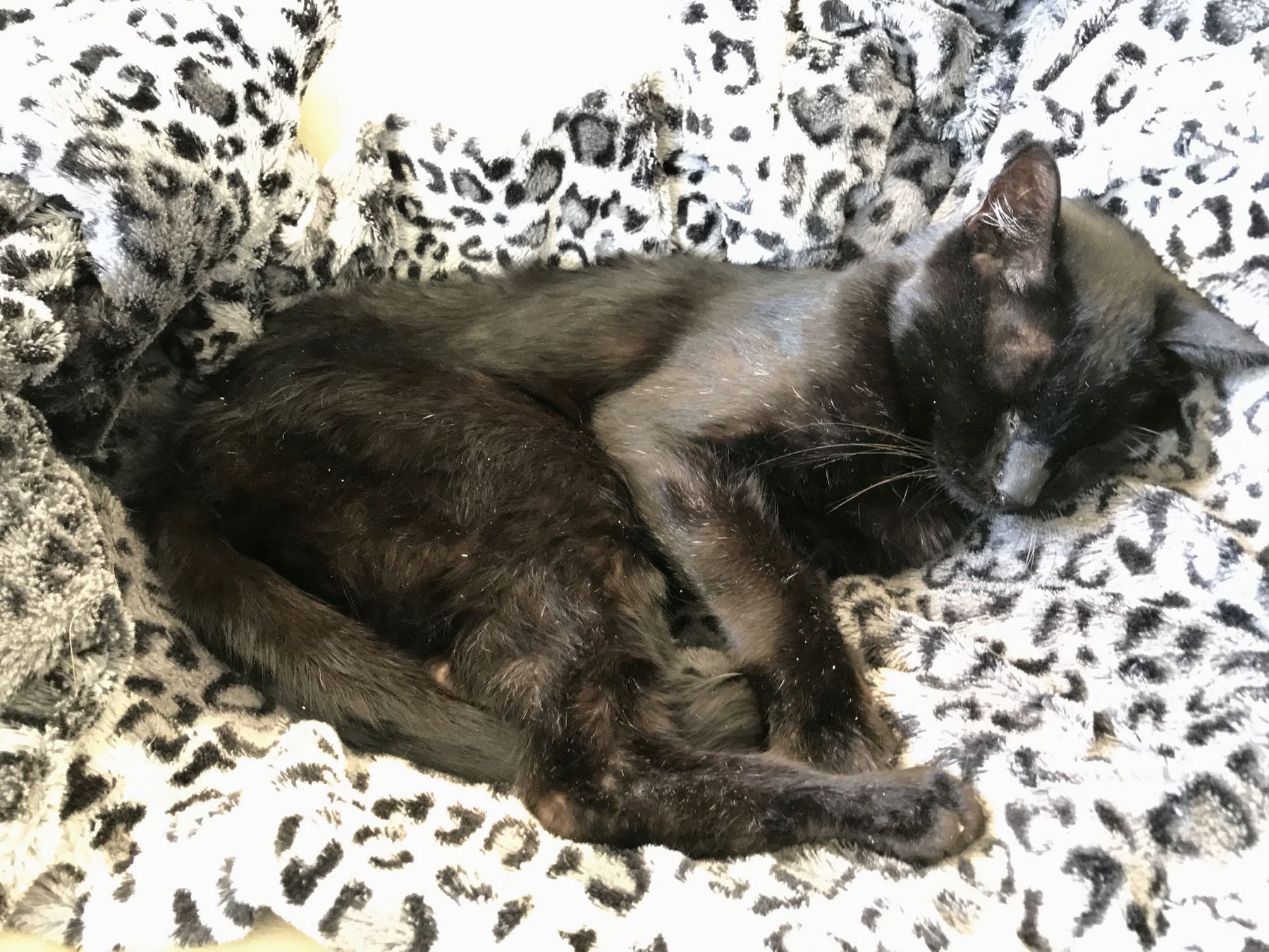 Almost 18 year old black cat, on a chair, asleep. 