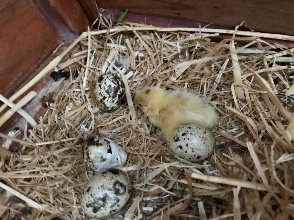 4 quail eggs, one looking hardboiled and a yellow quail chick.