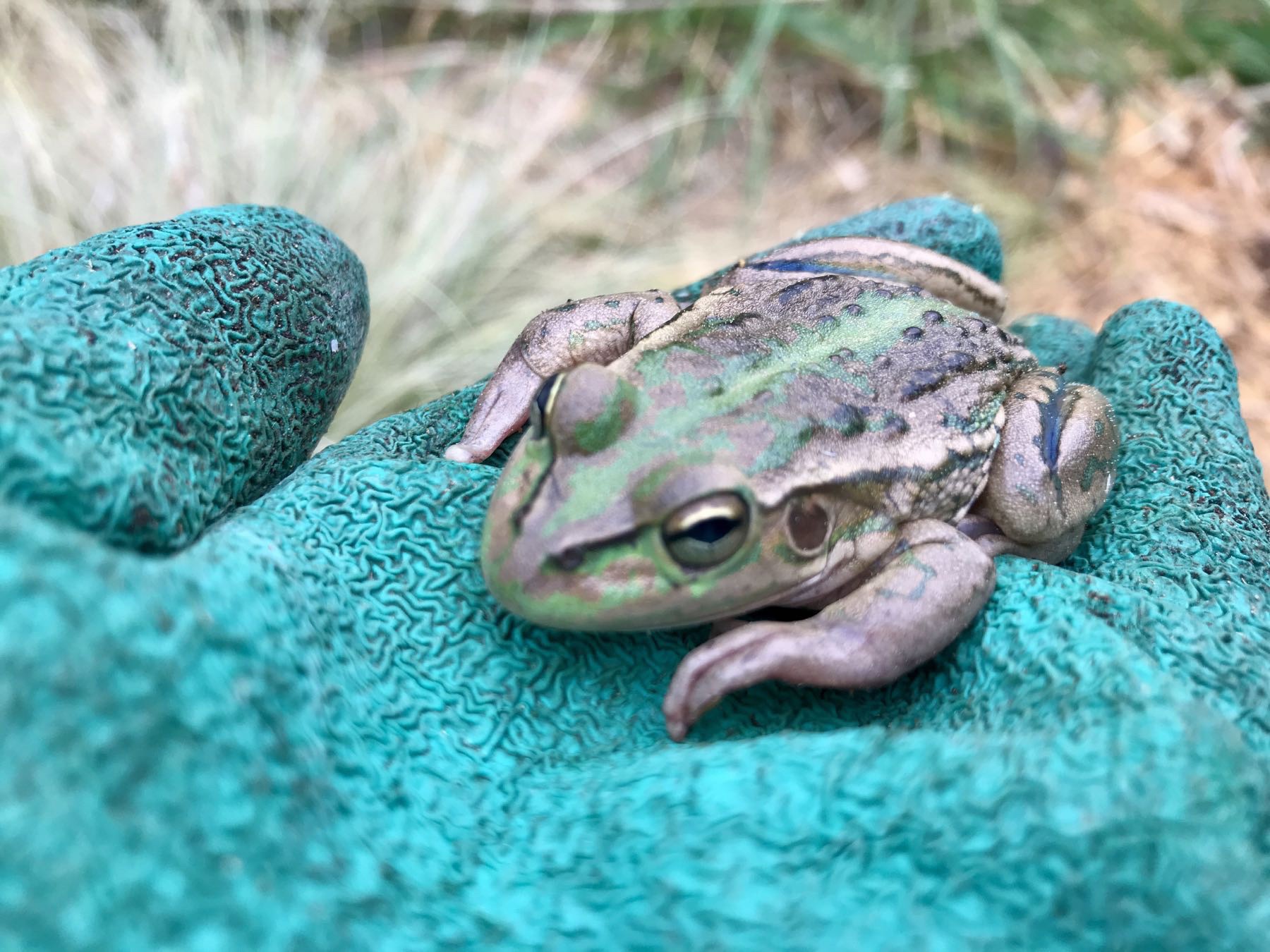 Southern Bell frog on a blue gloved hand. 