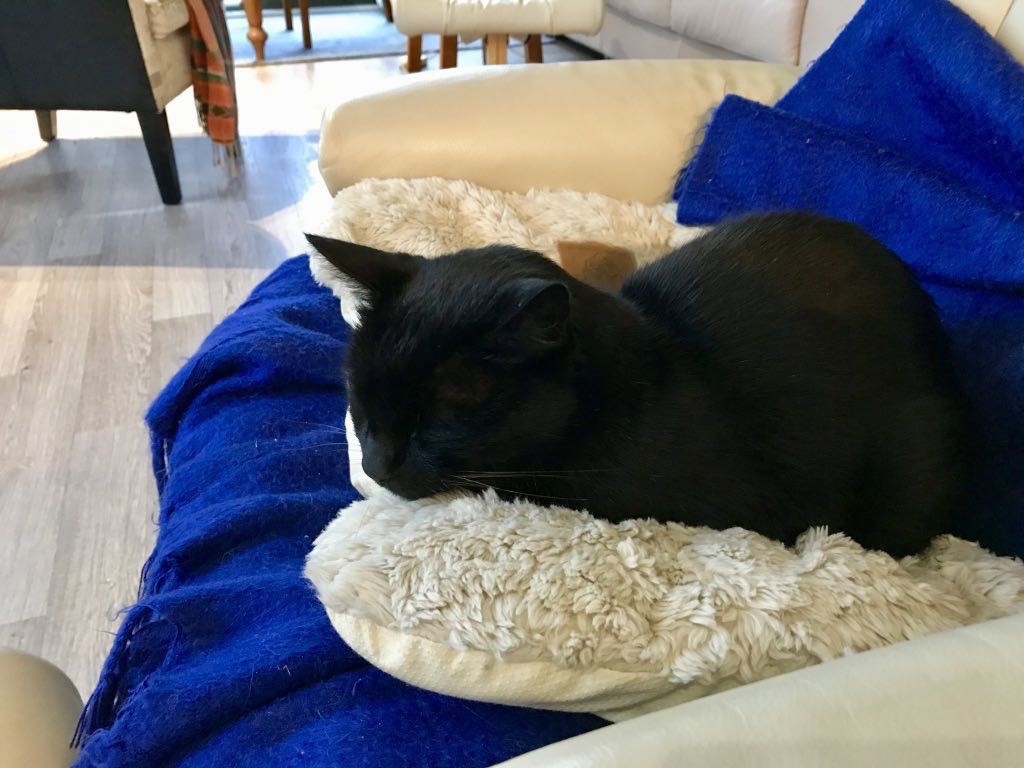 Ares the black cat on a pile of warm rugs on a chair.