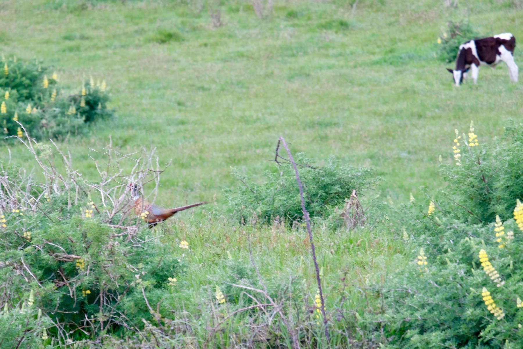 Pheasant partly obscured by a bush. 