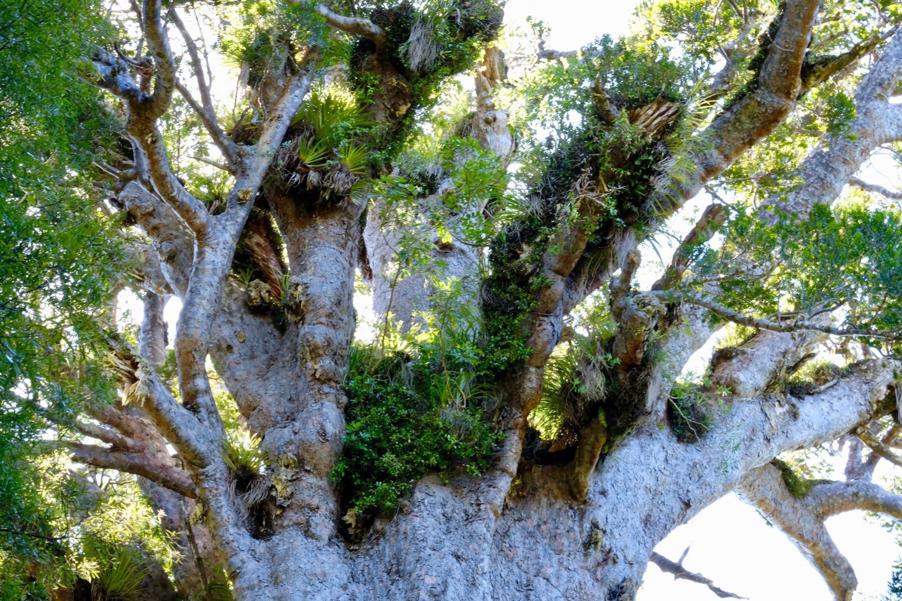 Tāne Mahuta in 2019. Closeup of the crown.  