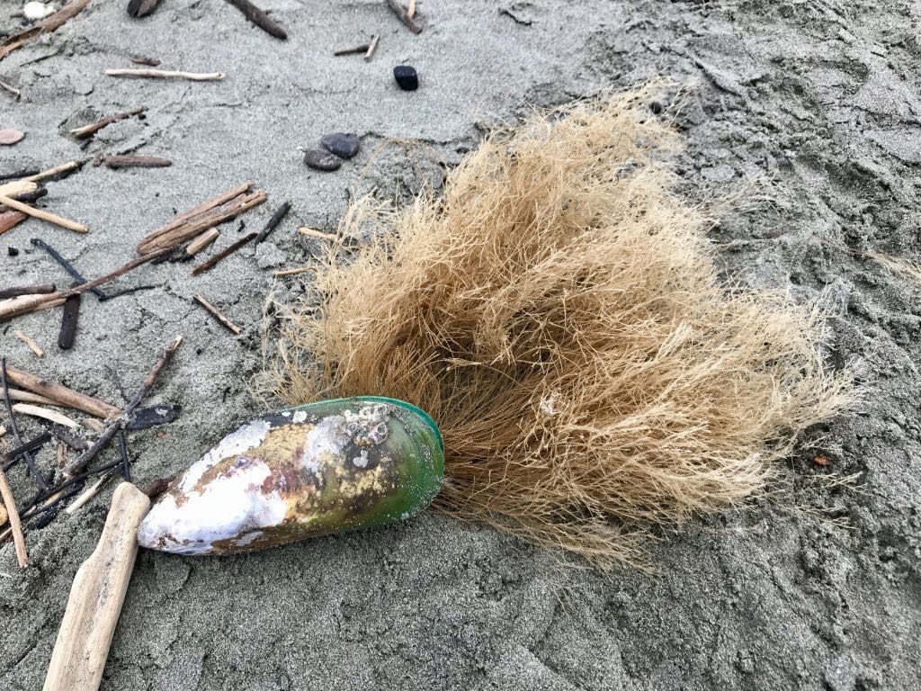 Probably green-lipped mussel, with brown ‘beard’. Alternate view. 