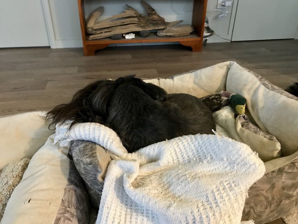 Sasha a black dog  on a dog bed. 