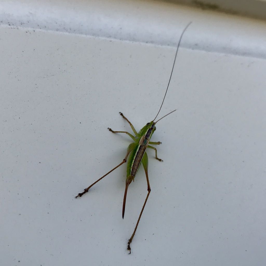 Small field grasshopper