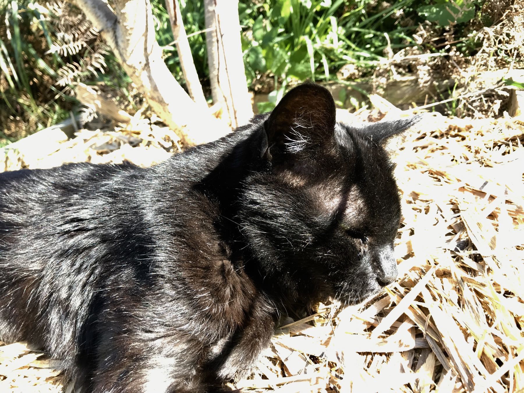 Black cat on mulch under a peach tree, closeup. 