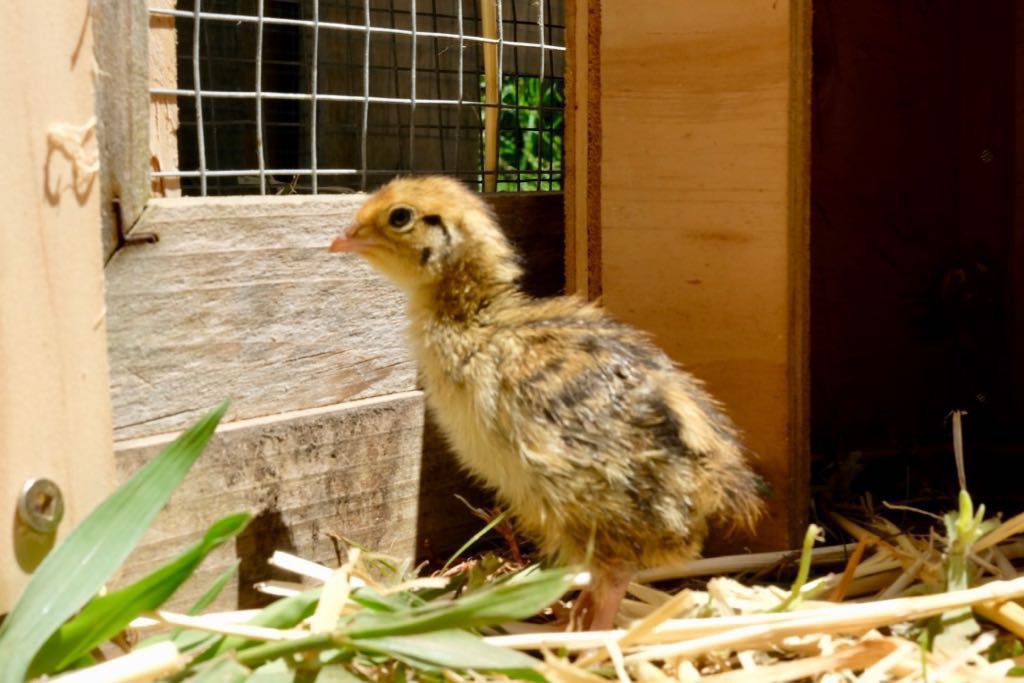Tiny chick standing by the side of the run, facing out.