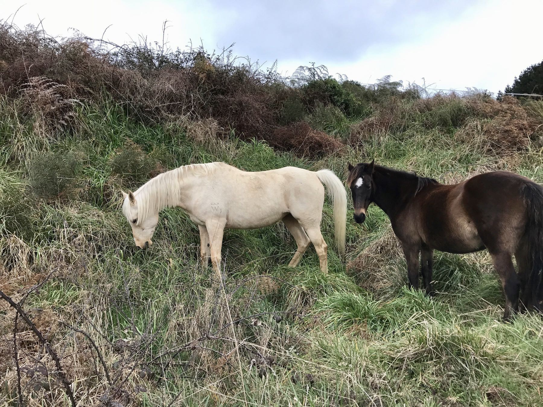 White horse and brown horse in a paddock. 