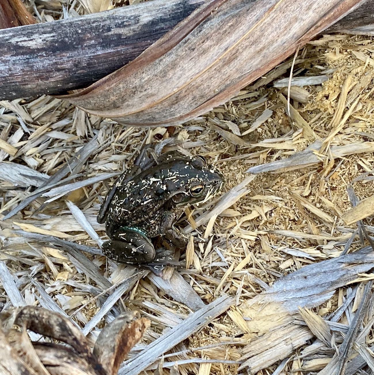 Dark frog on the mulch. 