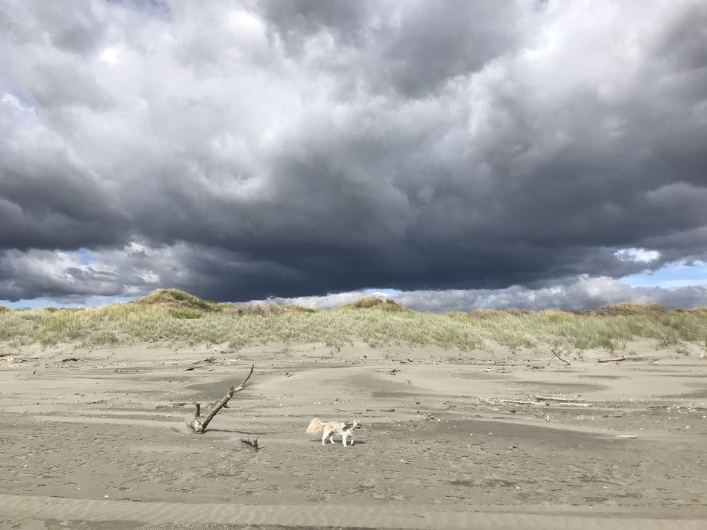 Driftwood and dark clouds. 