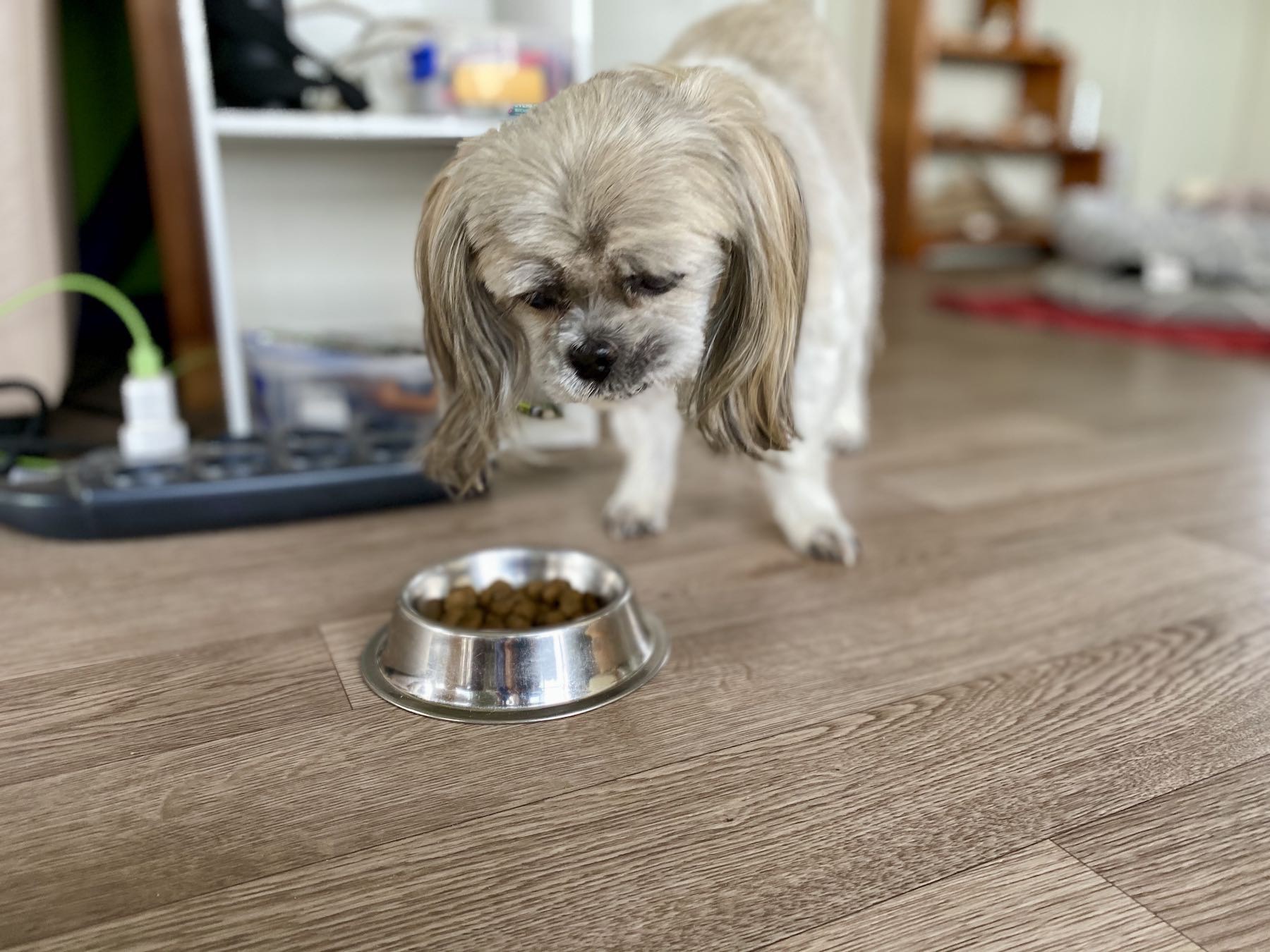 Small white dog approaching a bowl of biscuits. 