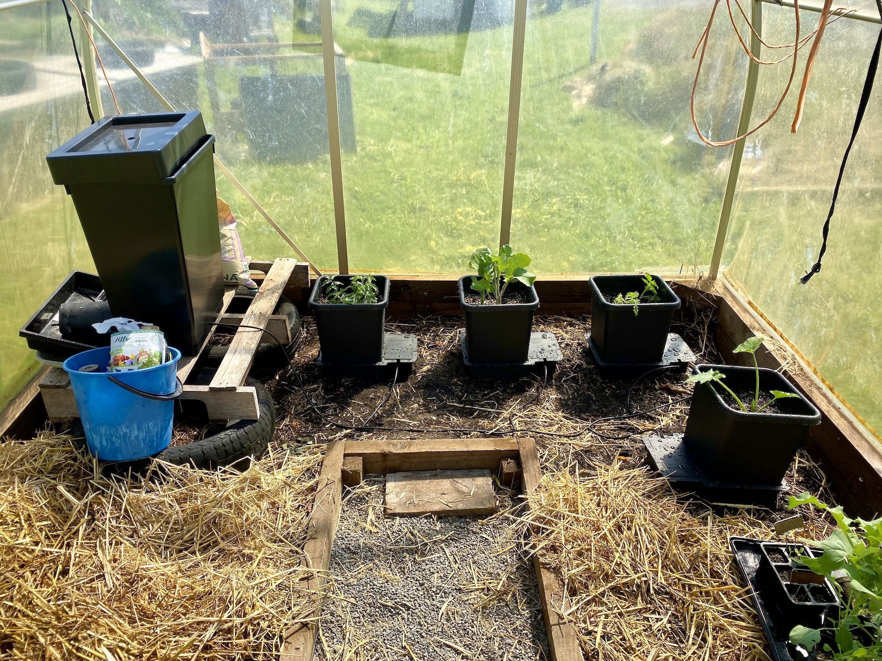 The AutoPot system set up with tomatoes, broccoli and zucchini. 