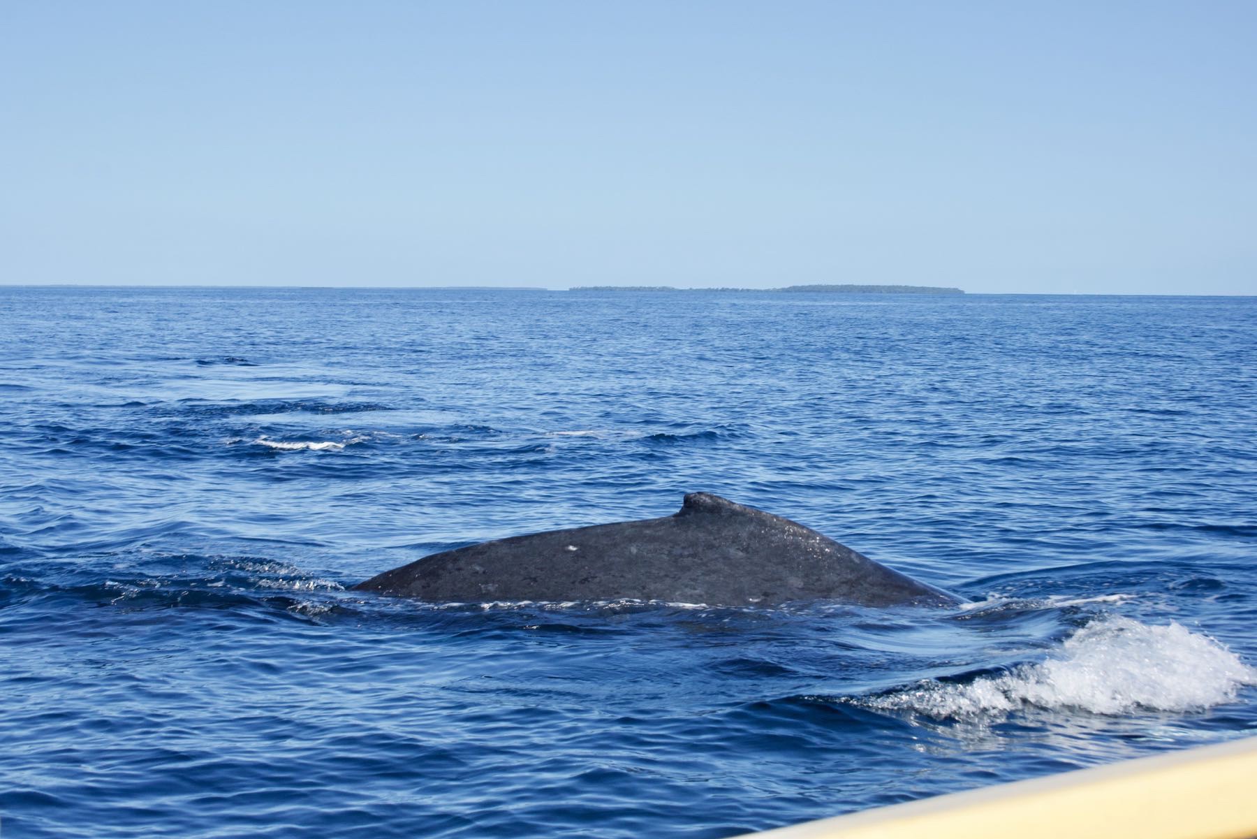 Dorsal fin of a humpback whale beside the boat. 