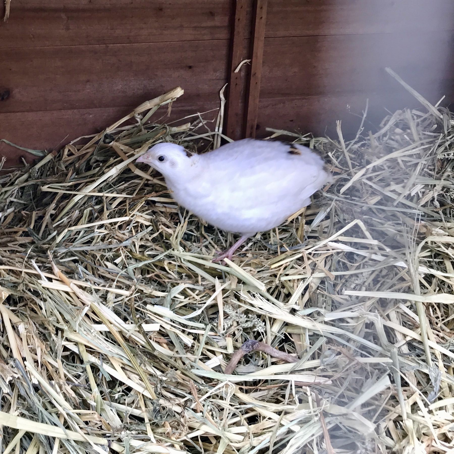 Mainly white Japanese quail on straw. 