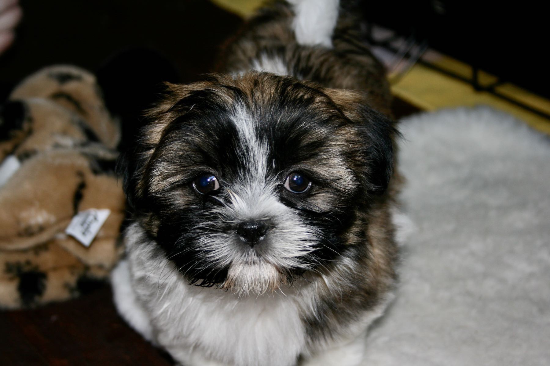 Puppy looking at the camera. His face is mainly dark. 