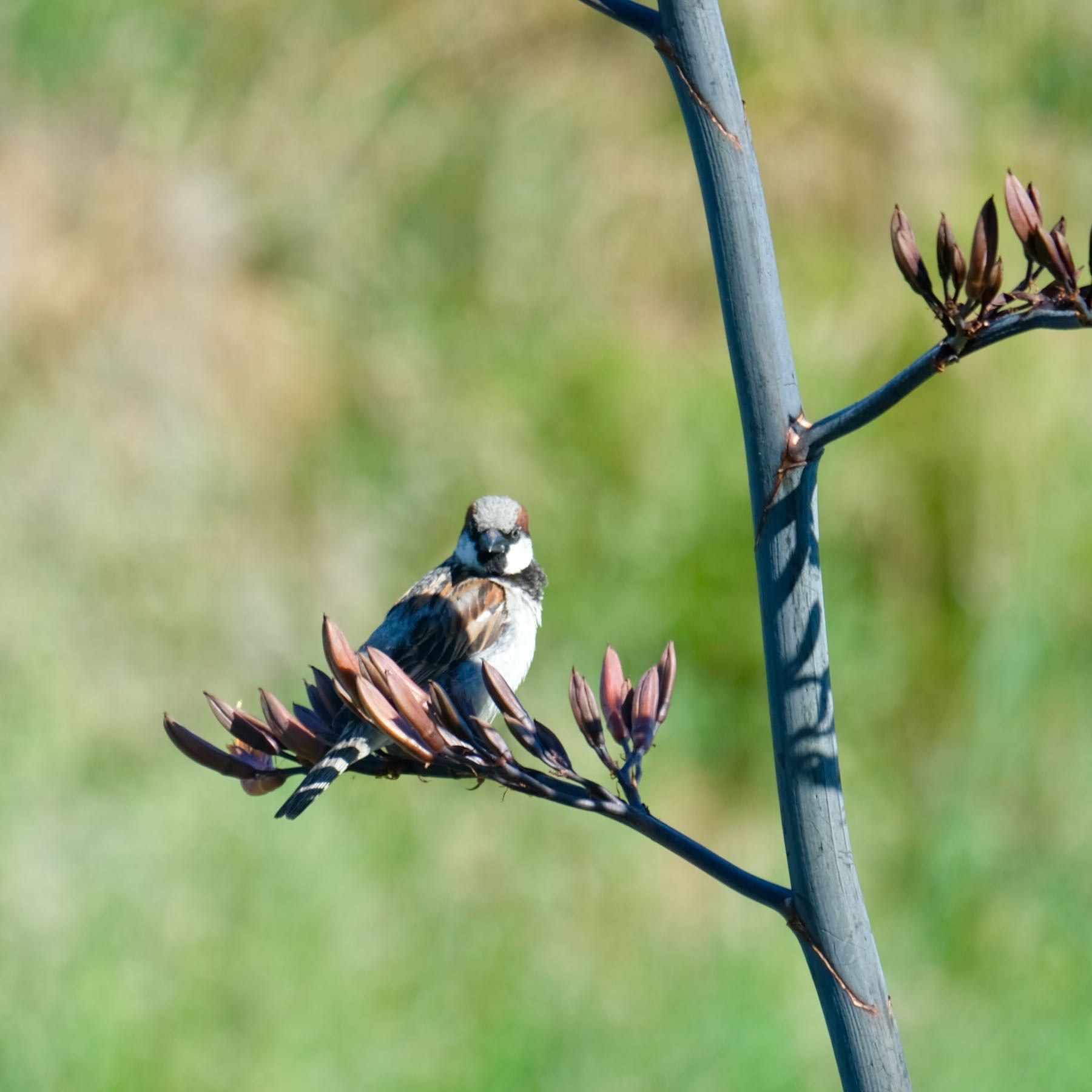 Sparrow sitting on a flax flower, facing the camera. 