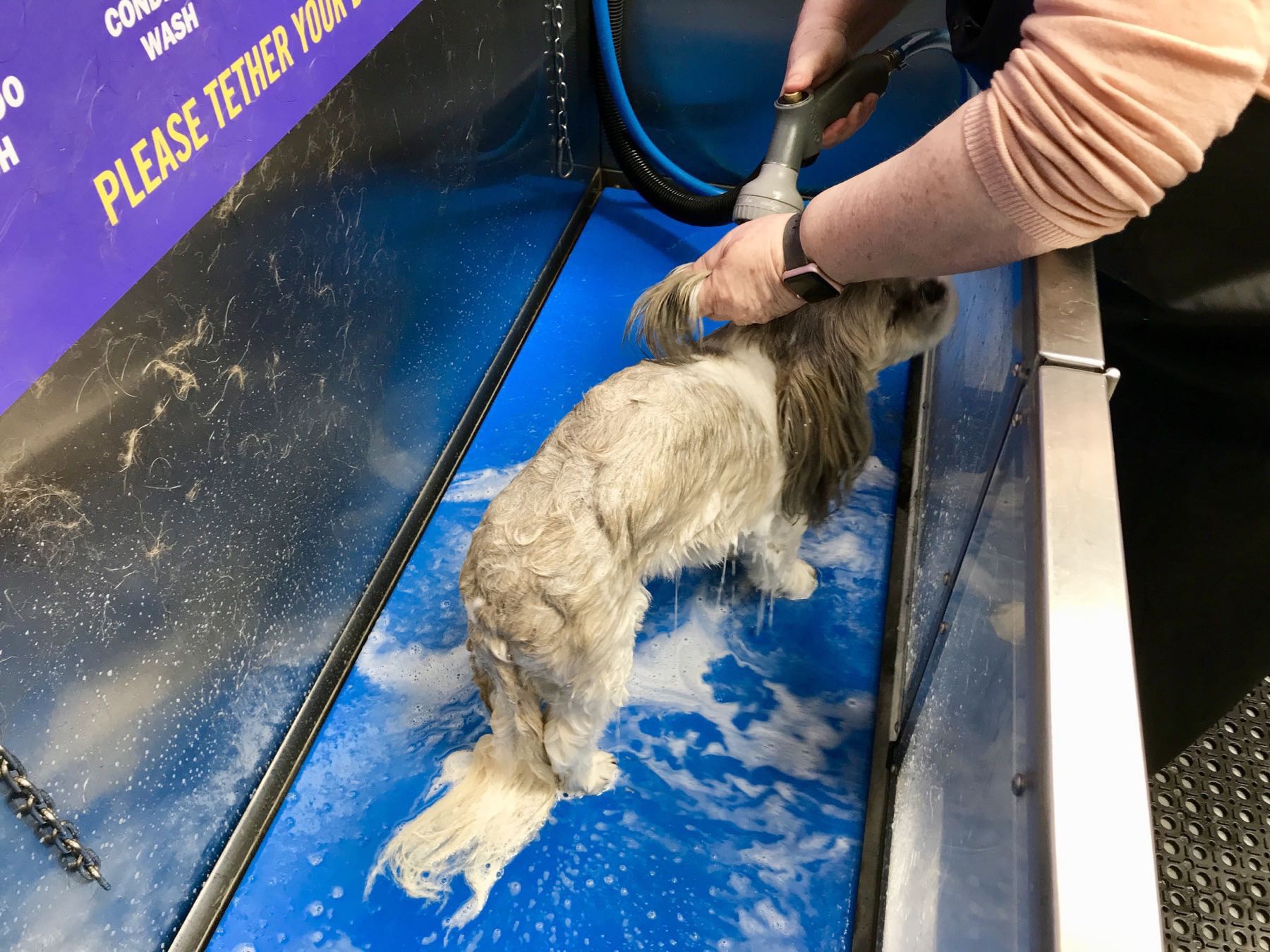 Small dog being rinsed off in the tub. 