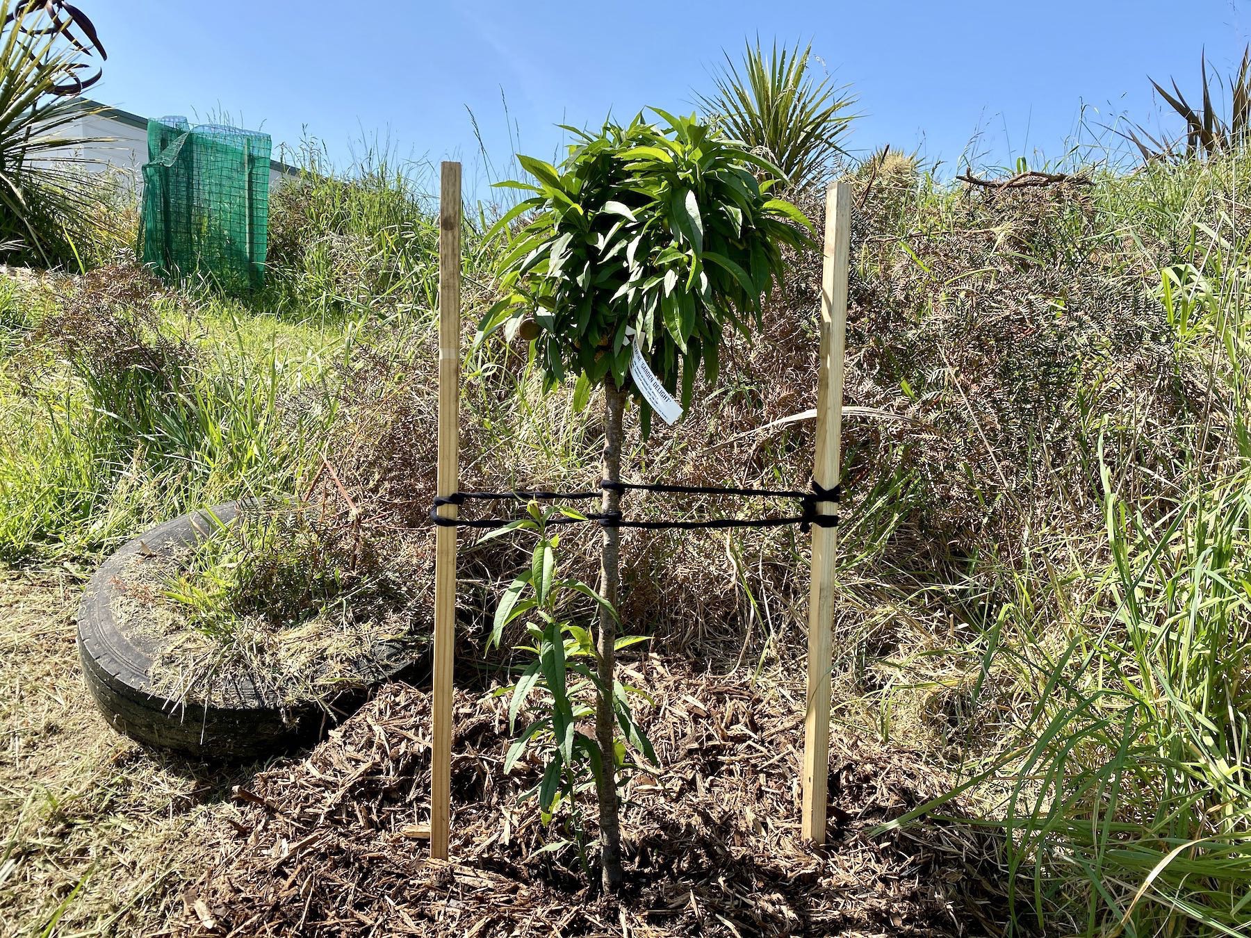 Nectarine tree after planting. 