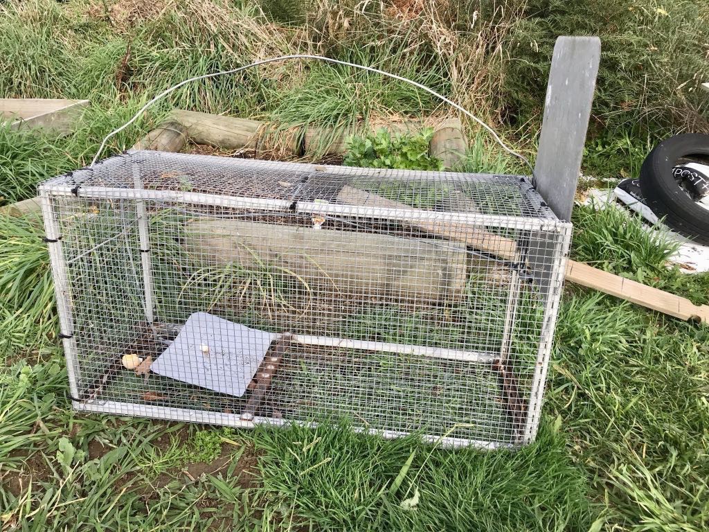 Cage with pressure plate and trap door for stoats.