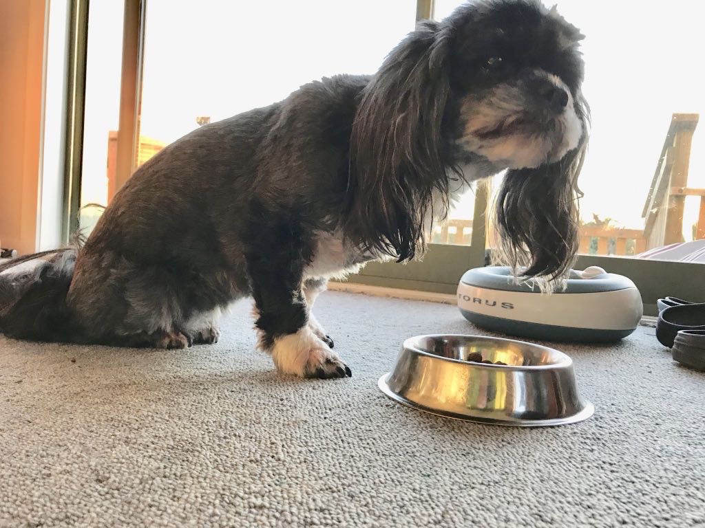 Small black dog eating from a bowl while sitting. Head up, facimng the camera.