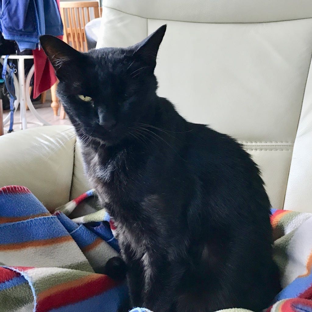 Black cat on a stripy rug on a chair. 