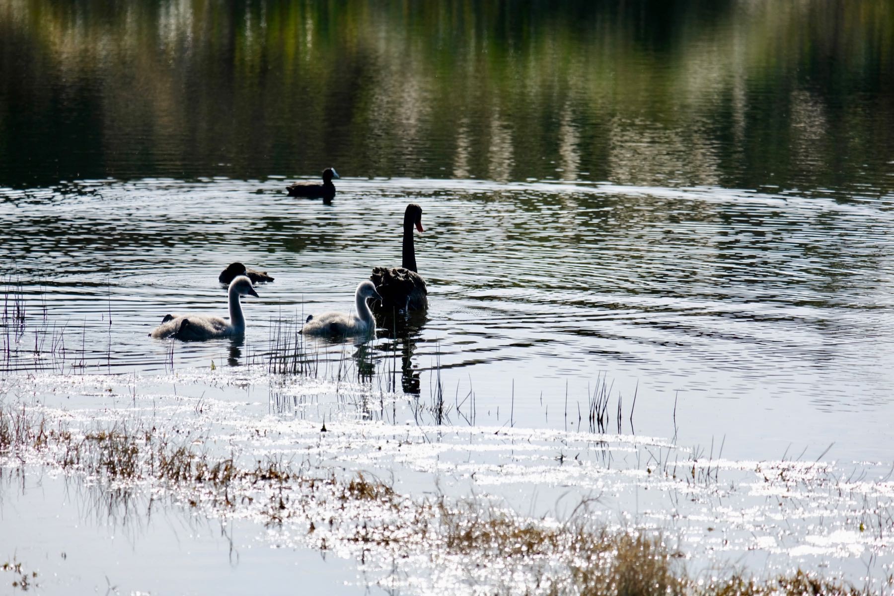 Black swan and two grey cygnets, swimming on a small lake, with ducks in the background. 