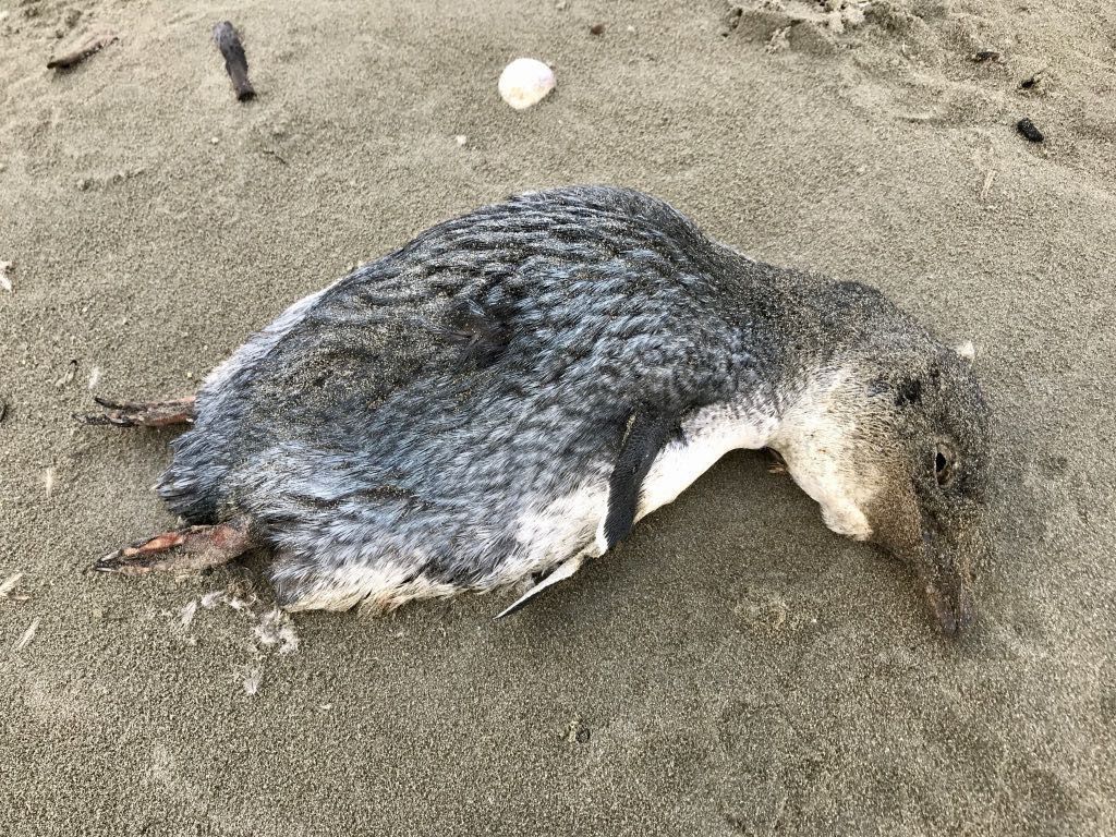 Dead little blue penguin, closer view.