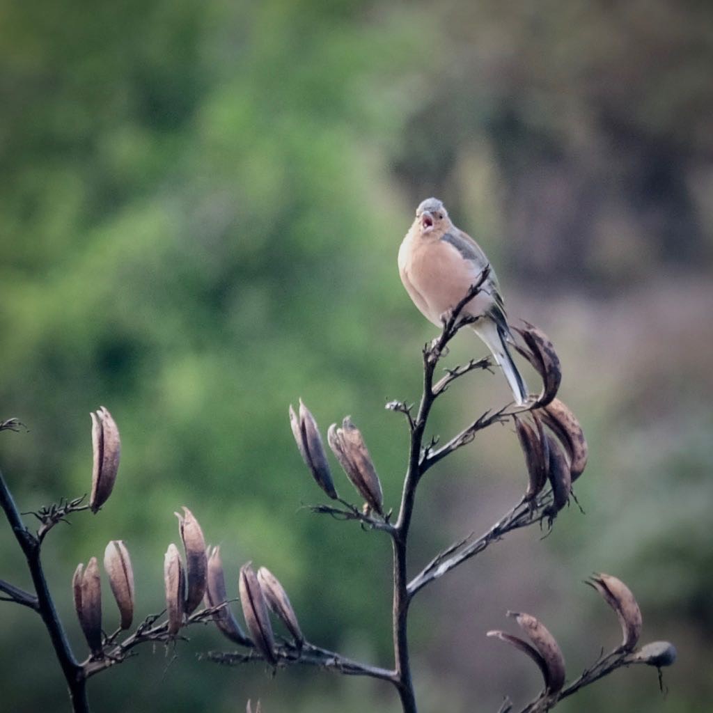 Small pink-breasted bird on flax stem, with beak wide open. 