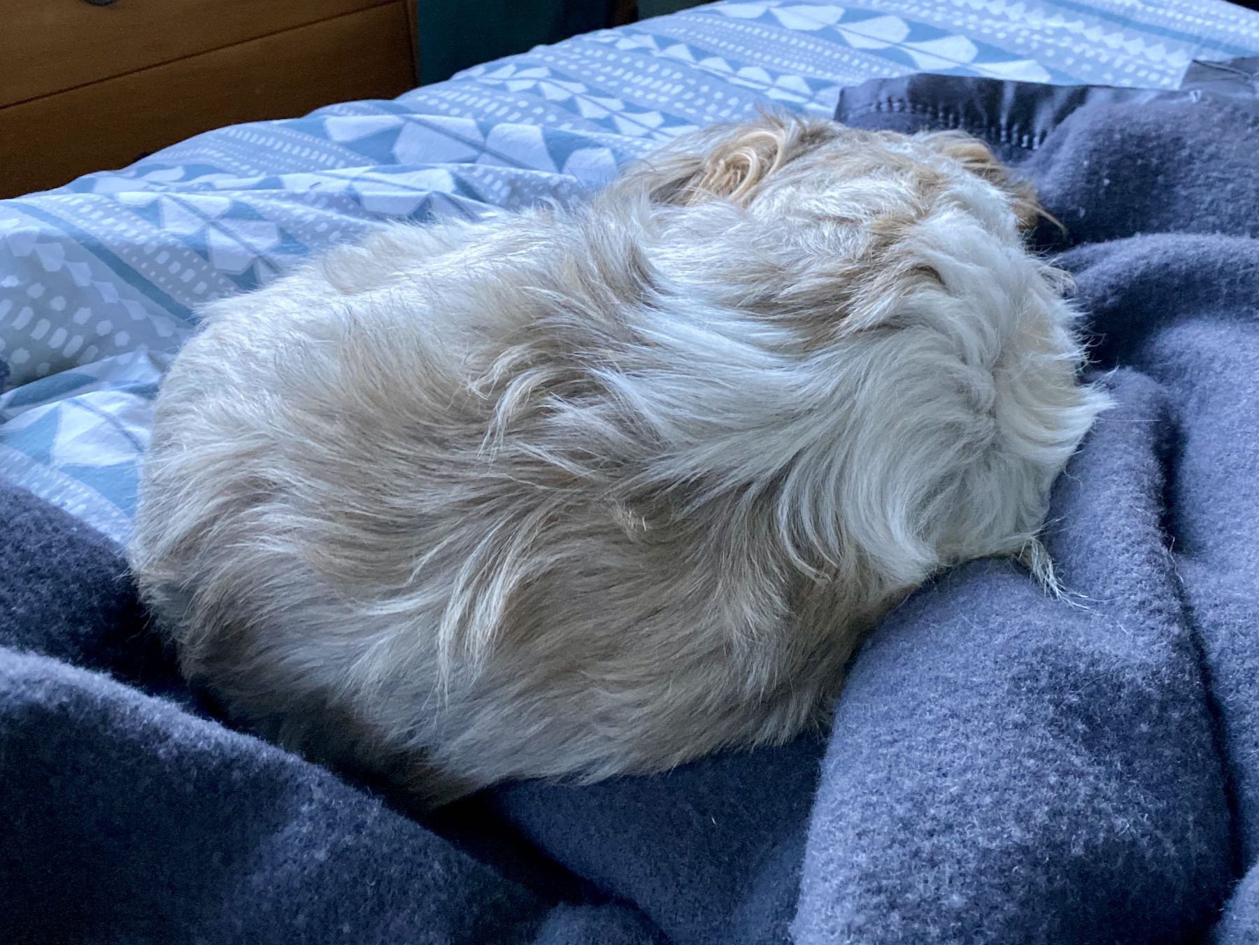 Small white and tan dog on my bed. 