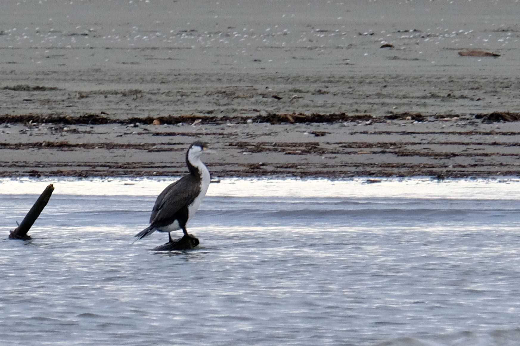 A Pied Shag sitting on a branch in the stream.