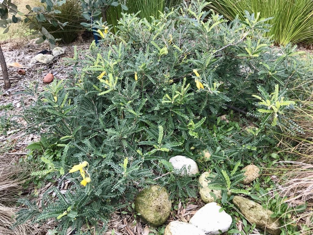 Small flowering kowhai. 