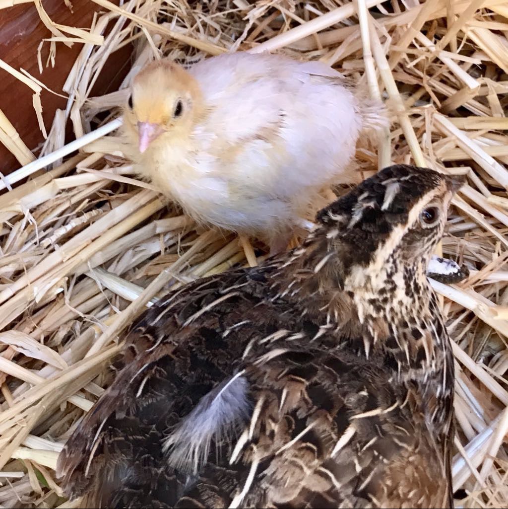 White quail chick and stripey adult quail in straw.