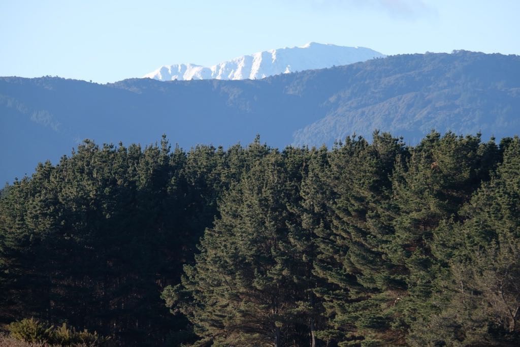 Looking across paddocks, pine trees and smaller hills to a snowy mountain top. 