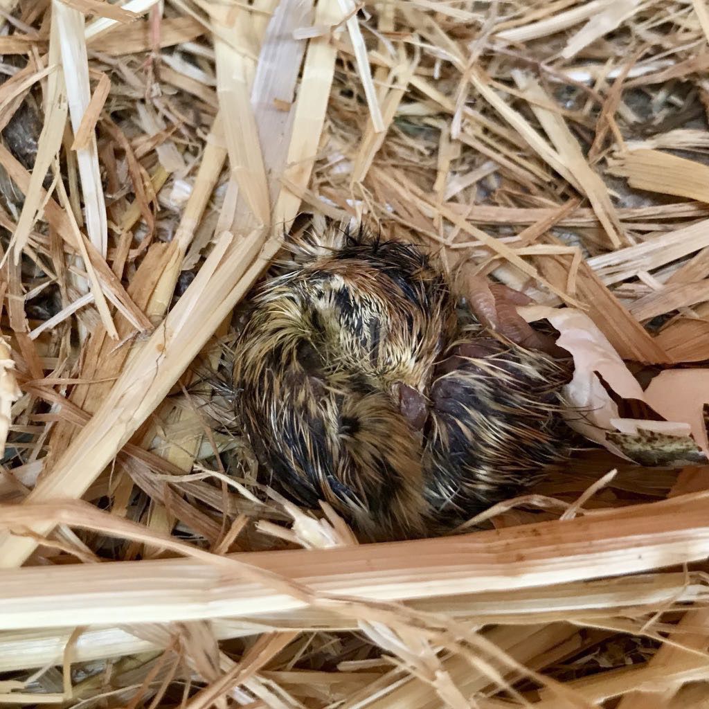 Dead stripy quail chick.