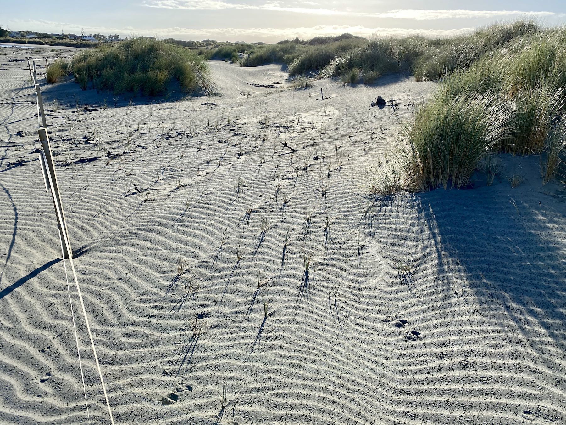 Recently planted Spinifex are thriving. 