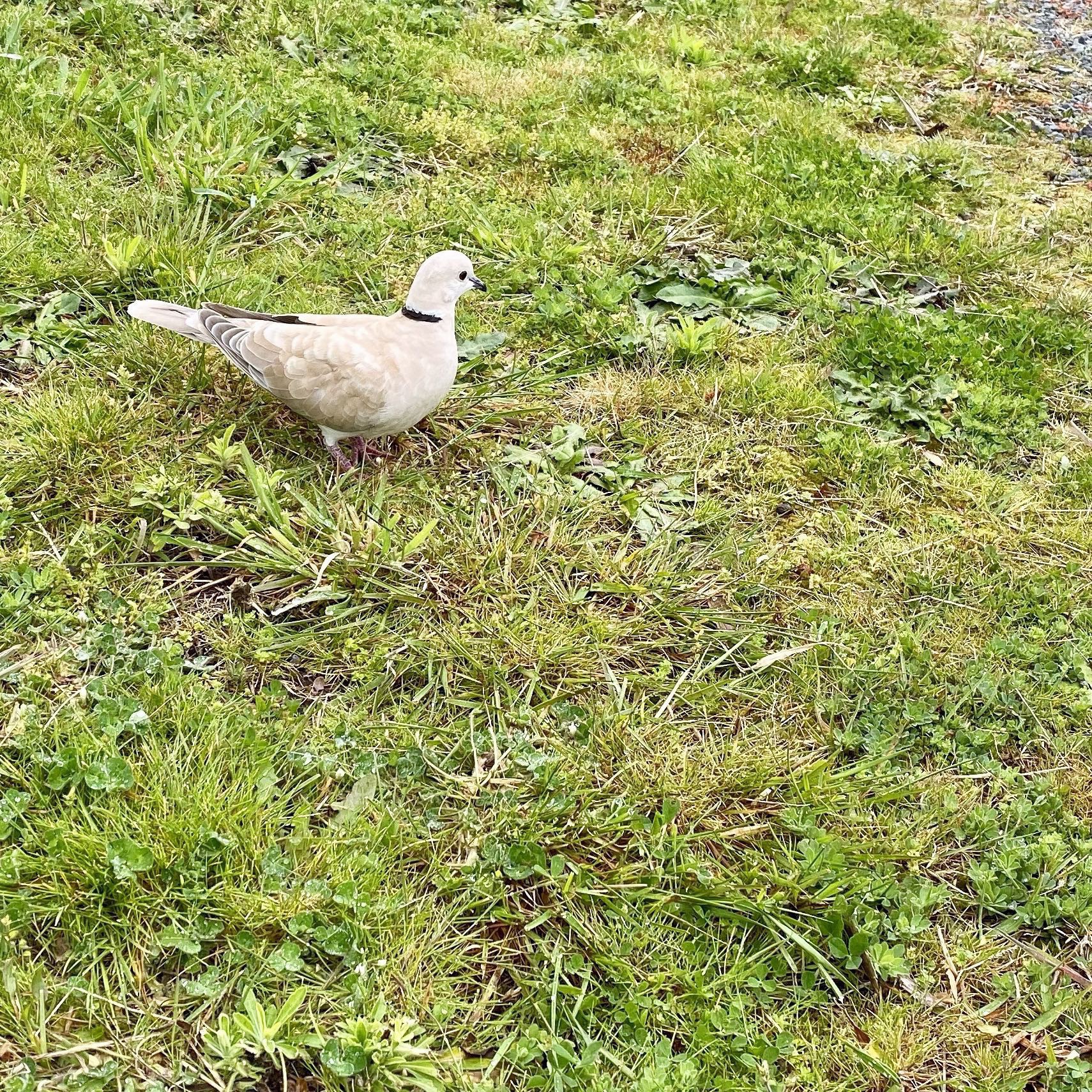 Small ring-necked dove. 