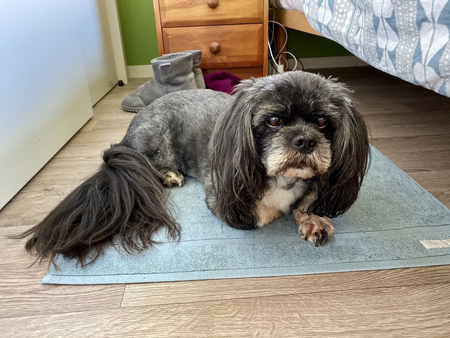 Small black dog lying on a different blue rug. 