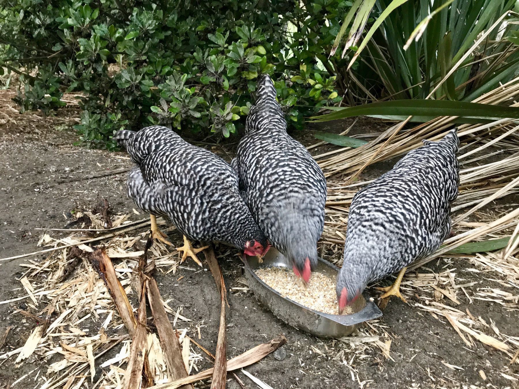 Three black chooks feeding from a bowl on the ground outside. 