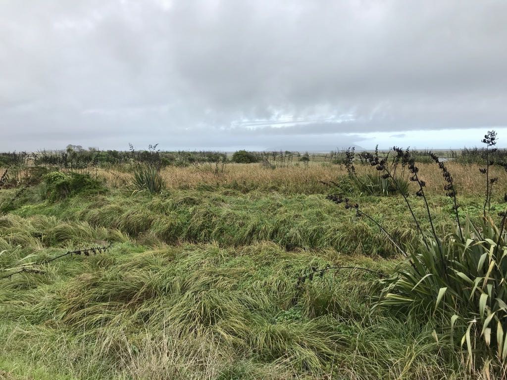 Landscape at the Ōtaki river mouth, looking across various wetland grasses.